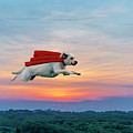 Superdog